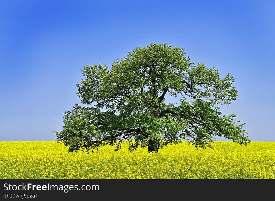 Canola field