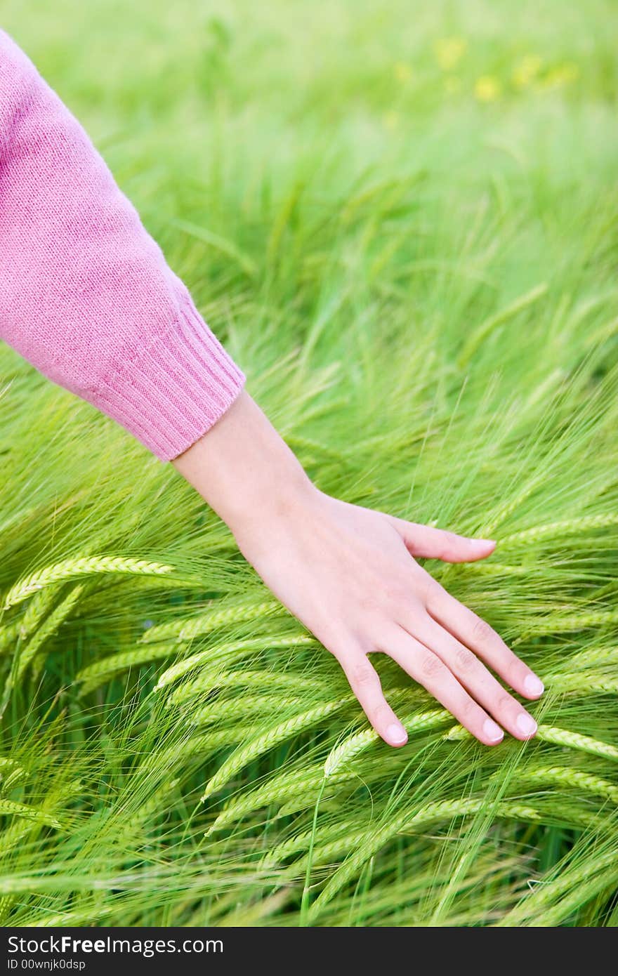 Hand of young woman touching green corn. Hand of young woman touching green corn