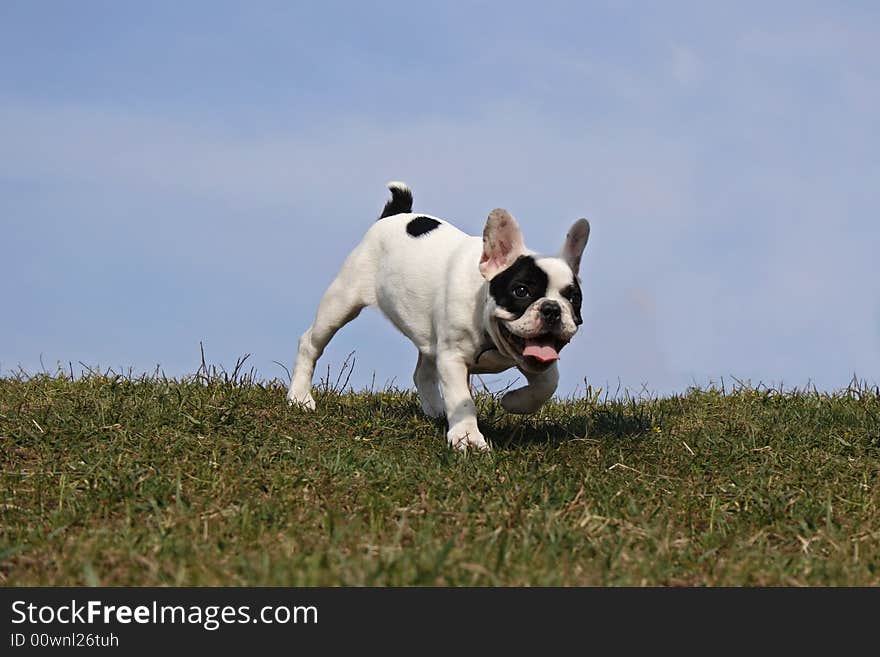 White Puppy With Black Spots