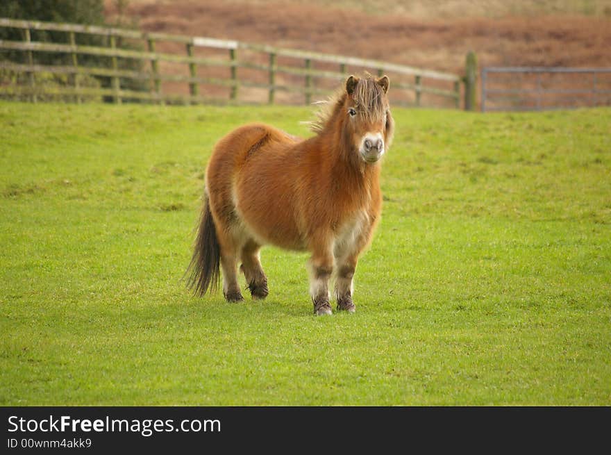 An English Pony in a green field on a moor land. An English Pony in a green field on a moor land.