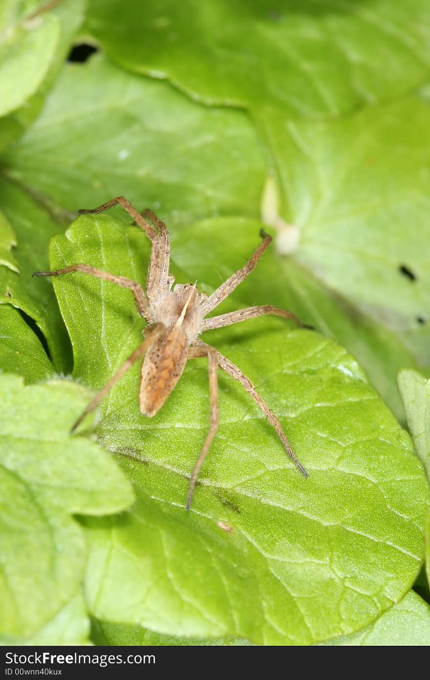 Spider On Leaf