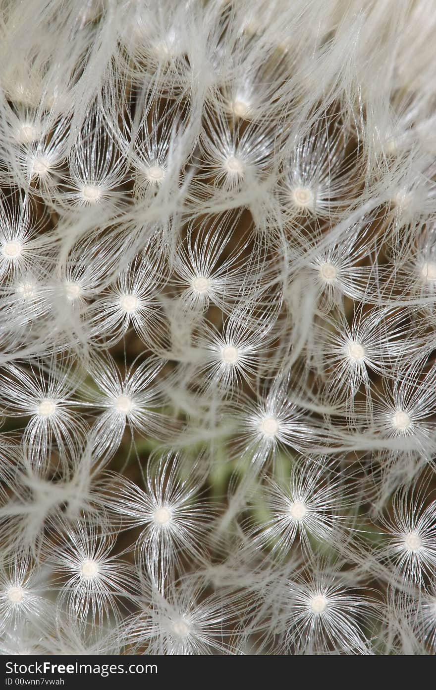 Dandelion Seed