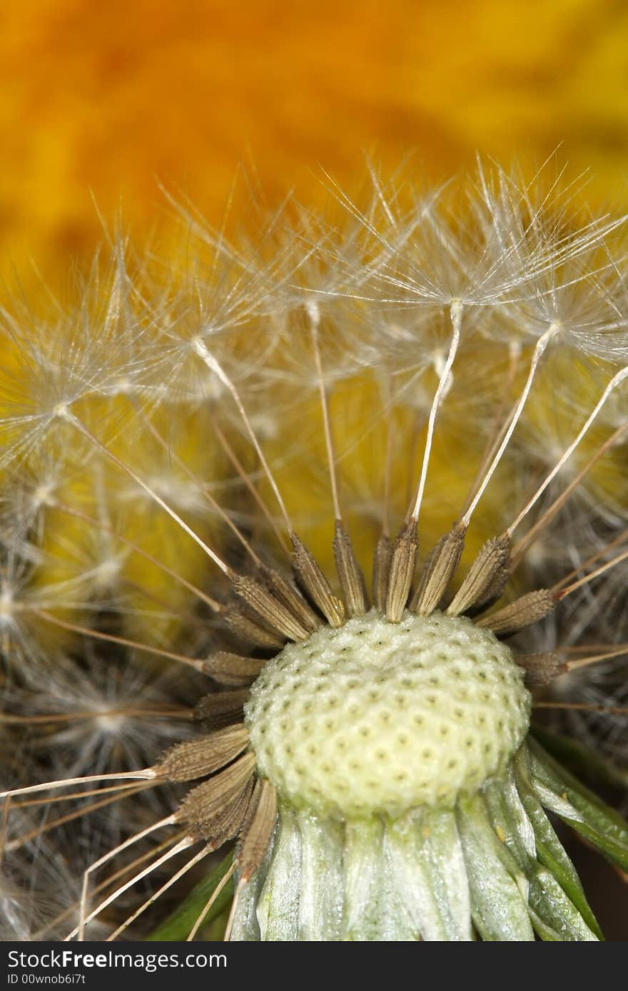 Half blown seeds on dandelion