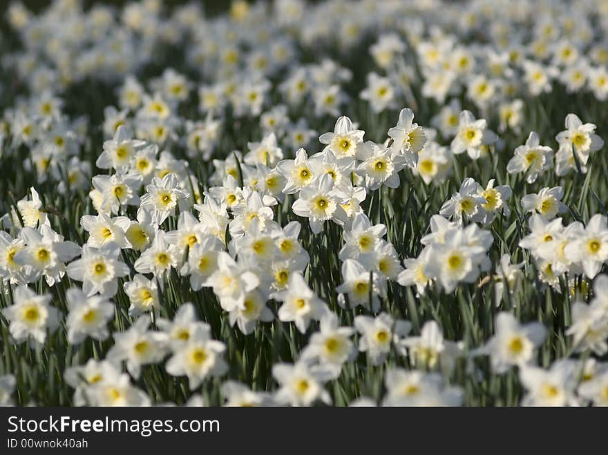 Field of white daffodils with narrow depth of field.