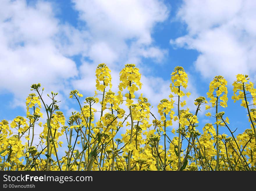 A yellow field with blue sky and white puffy clouds. A yellow field with blue sky and white puffy clouds.