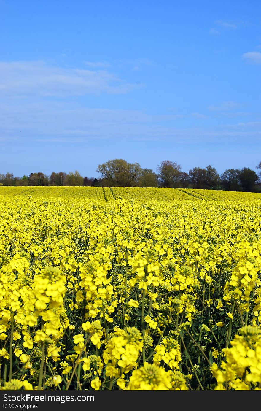 A yellow rape field with blue sky and white clouds.