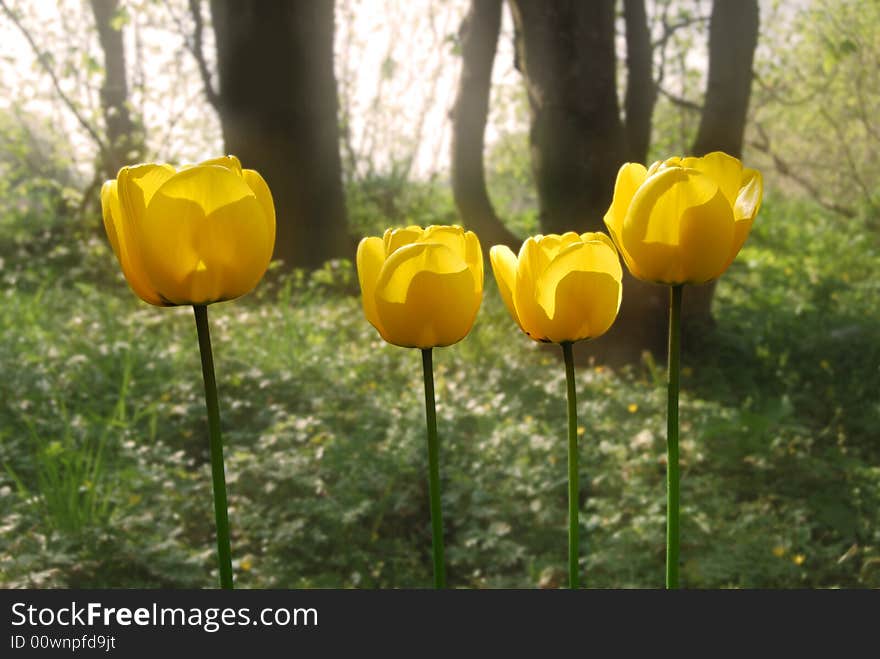 Four yellow tulips in the forest during spring.