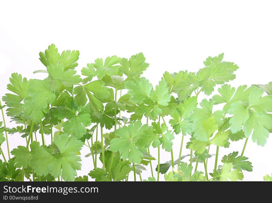 Green parsley leafs on white