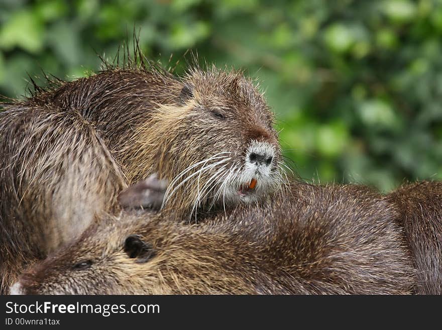 Bunch Of Groundhogs