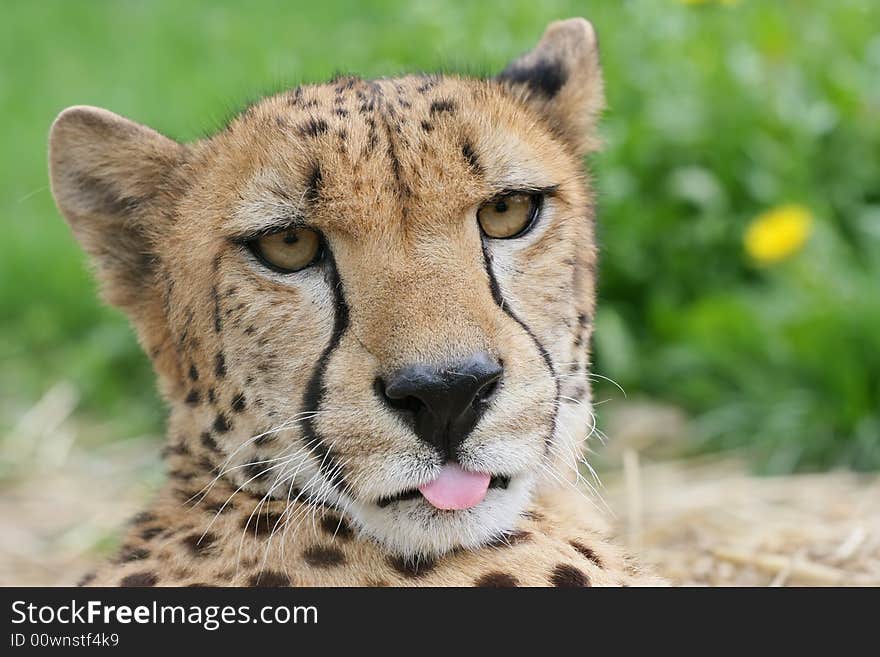 Close up portrait of cheetah