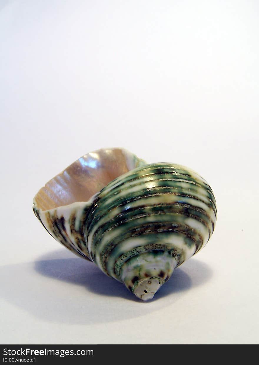 Seashell isolated with light reflection