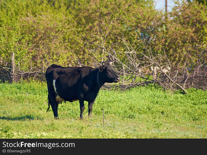 Cow In The Willage