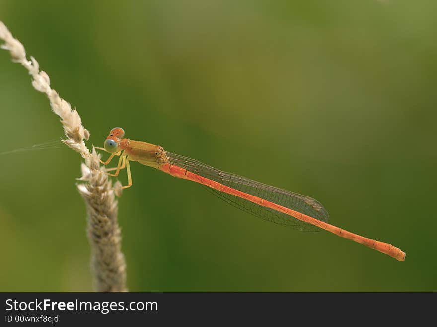 A close up shot of a damselfly. A close up shot of a damselfly