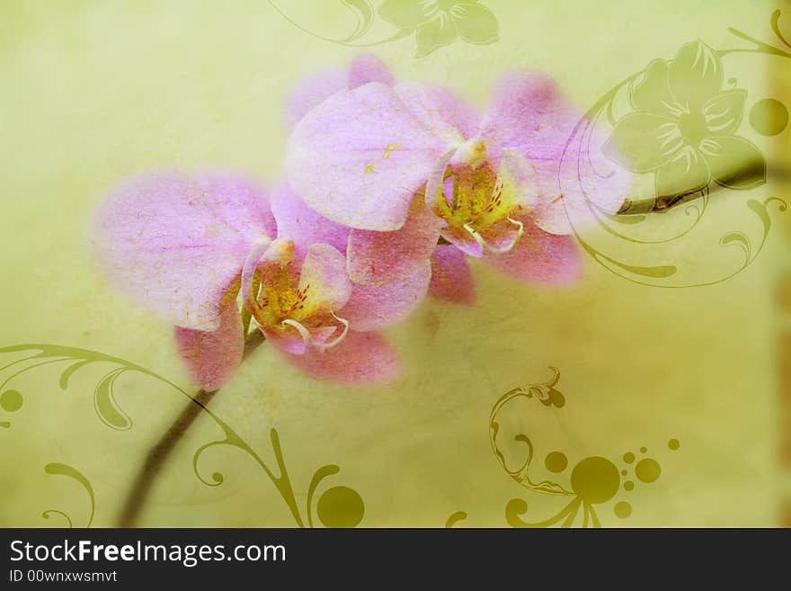 Orchids and decorative patterns on vintage paper