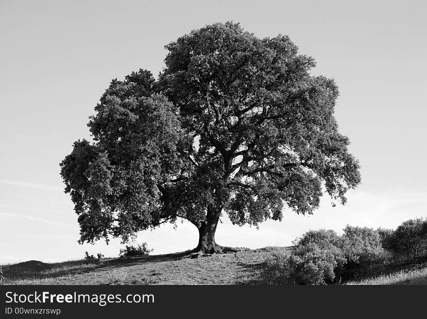 A huge tree in Andalucia. A huge tree in Andalucia