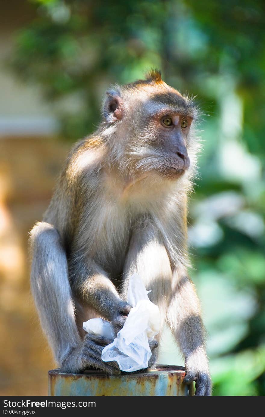 Forest monkey sitting on top of a pole