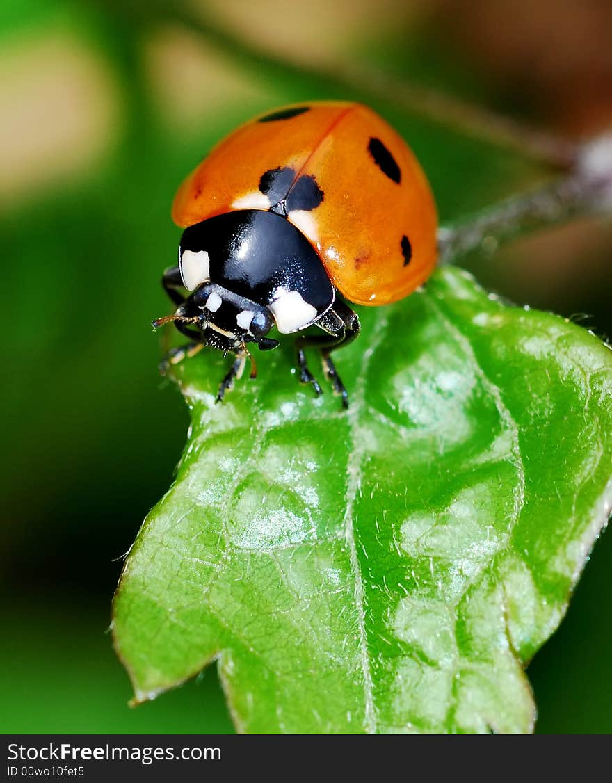 Ladybird on plant in meadow