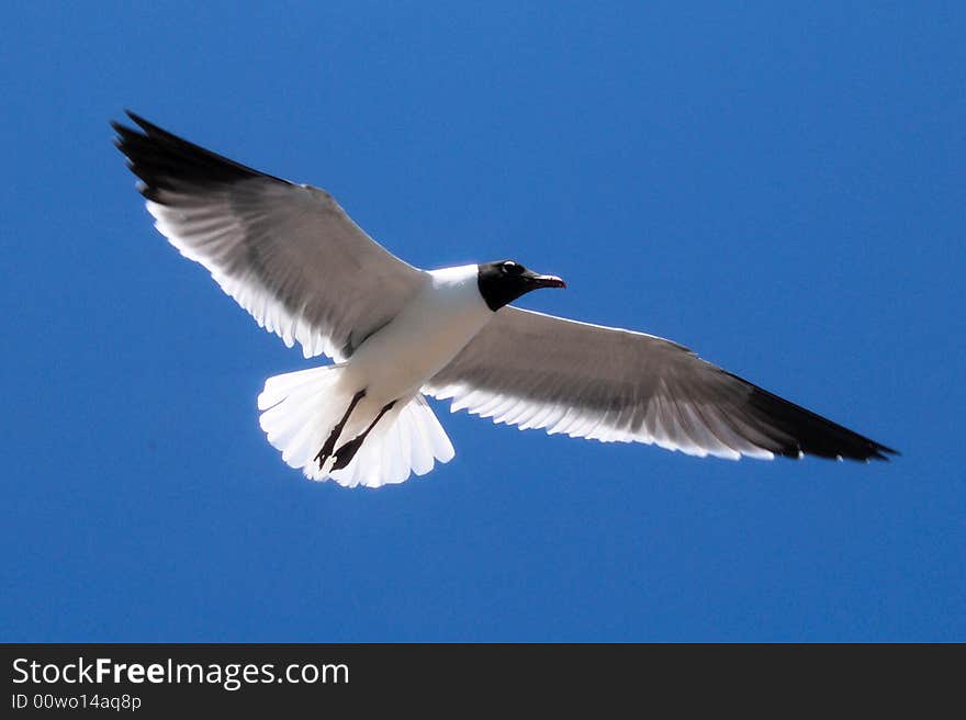 A single Black and white seagull gliding through the beautiful blue sky. A single Black and white seagull gliding through the beautiful blue sky.