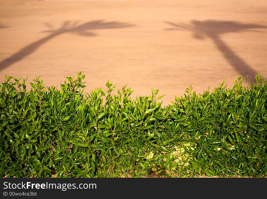 Photo green bush on the beach. Focus to the fore. Place text on top. (12.8 Mpix full frame shoot). Photo green bush on the beach. Focus to the fore. Place text on top. (12.8 Mpix full frame shoot)