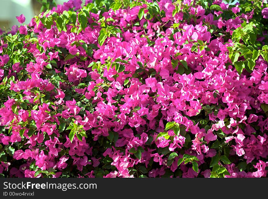 Bush with violet colors flowers