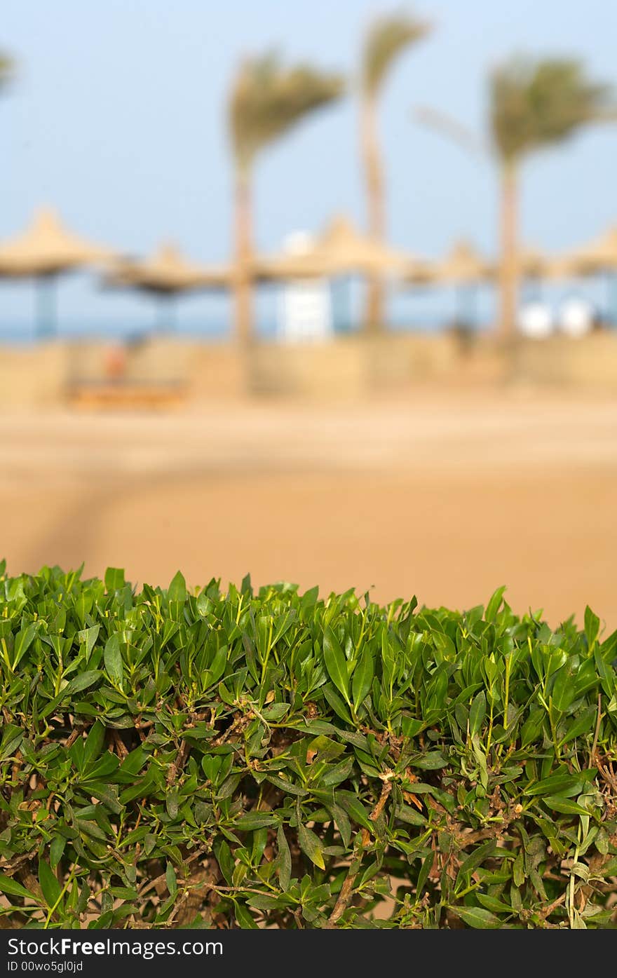 Photo green bush on the beach. Focus to the fore. Place text on top. vertical orientetion. Photo green bush on the beach. Focus to the fore. Place text on top. vertical orientetion.