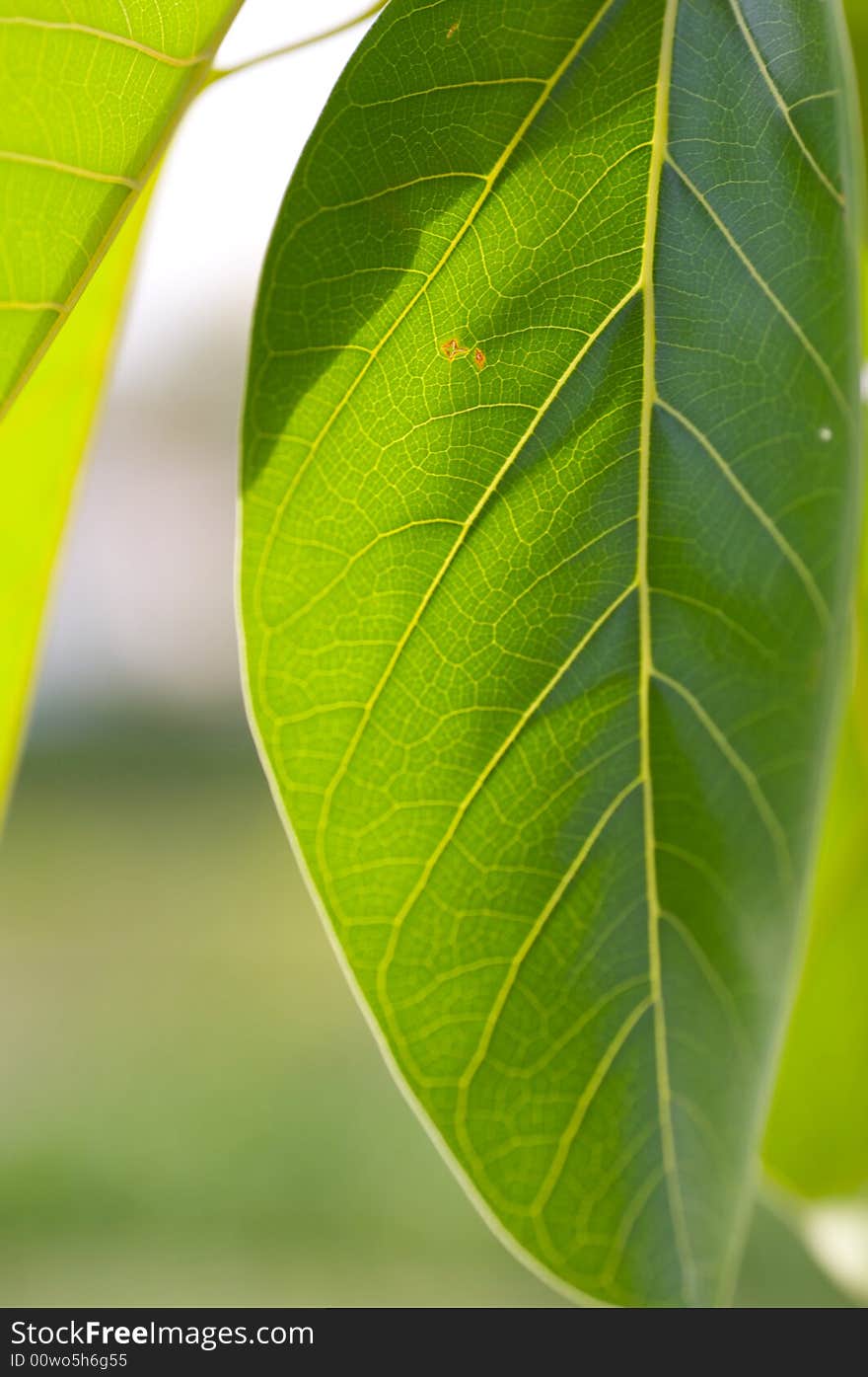 Closeup leaves