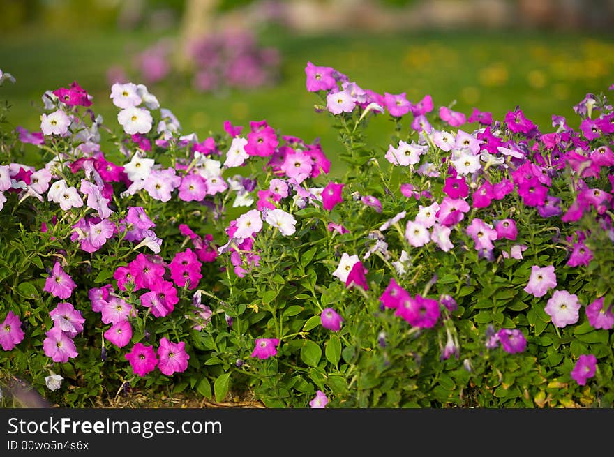 Flower bushes in the foreground. The photo much space for the text above - grass and trees out of focus. Horizontal orientation. Flower bushes in the foreground. The photo much space for the text above - grass and trees out of focus. Horizontal orientation.