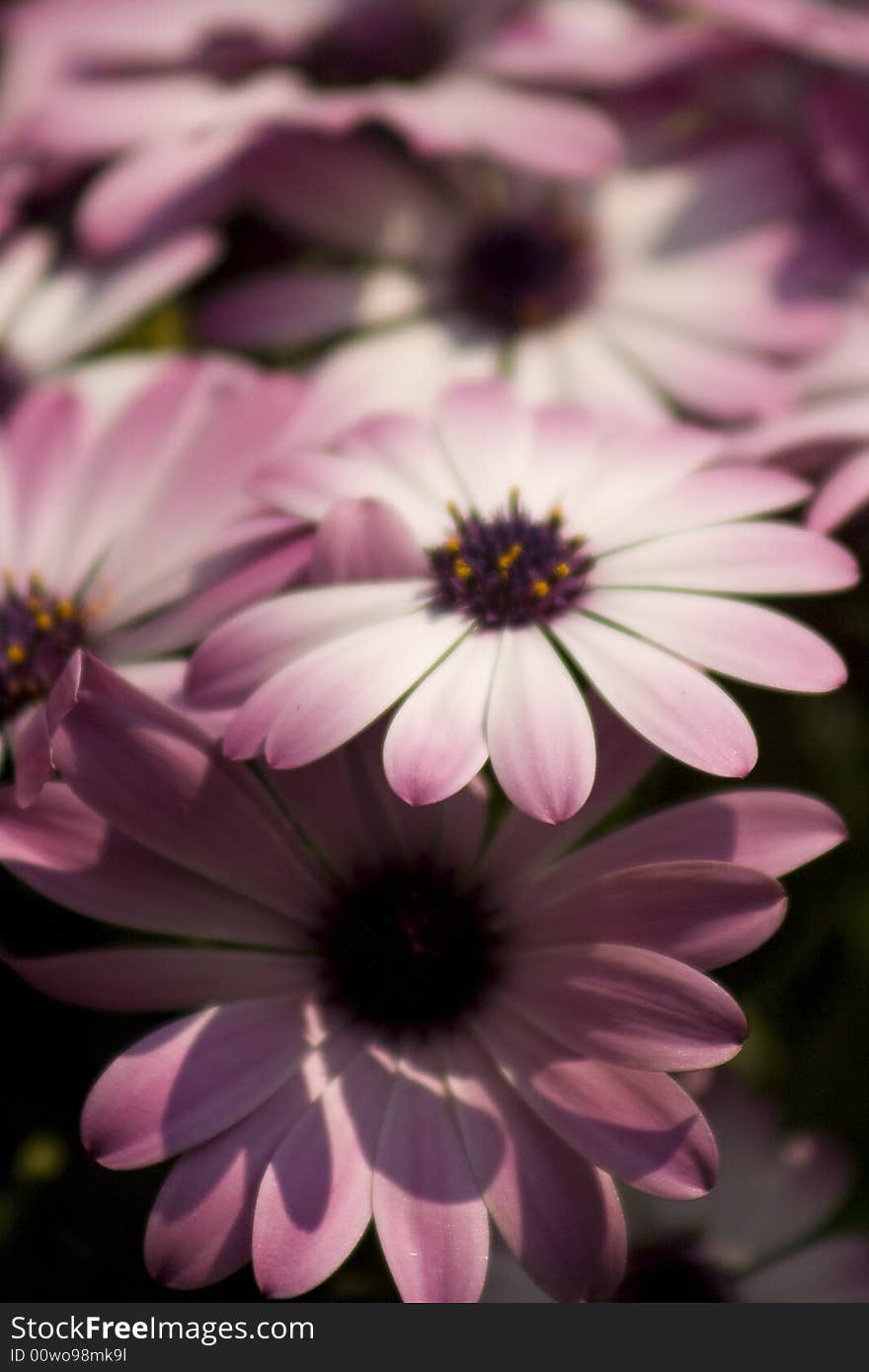 Pink Flower