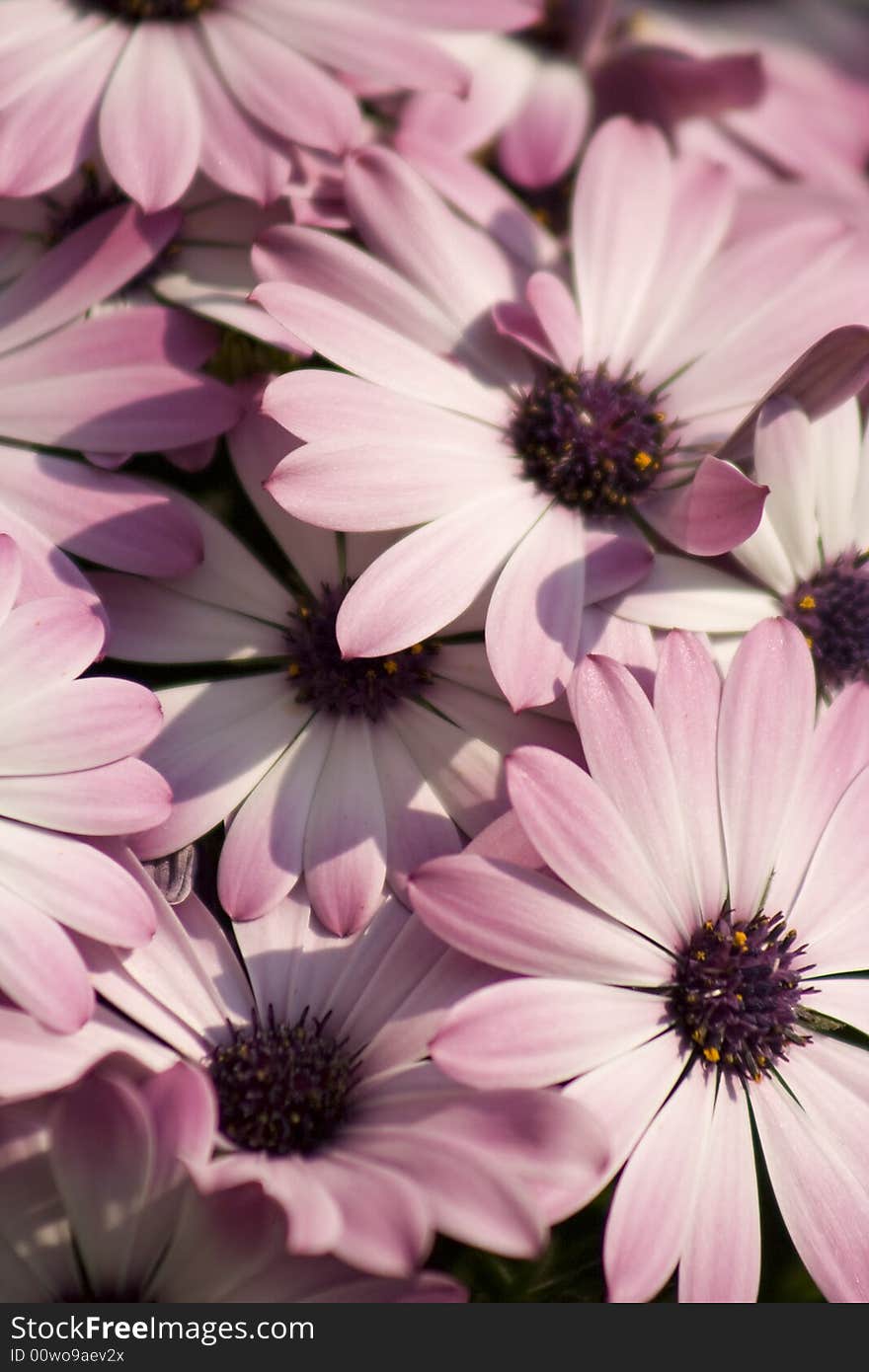 Pink flowers that are surrounded