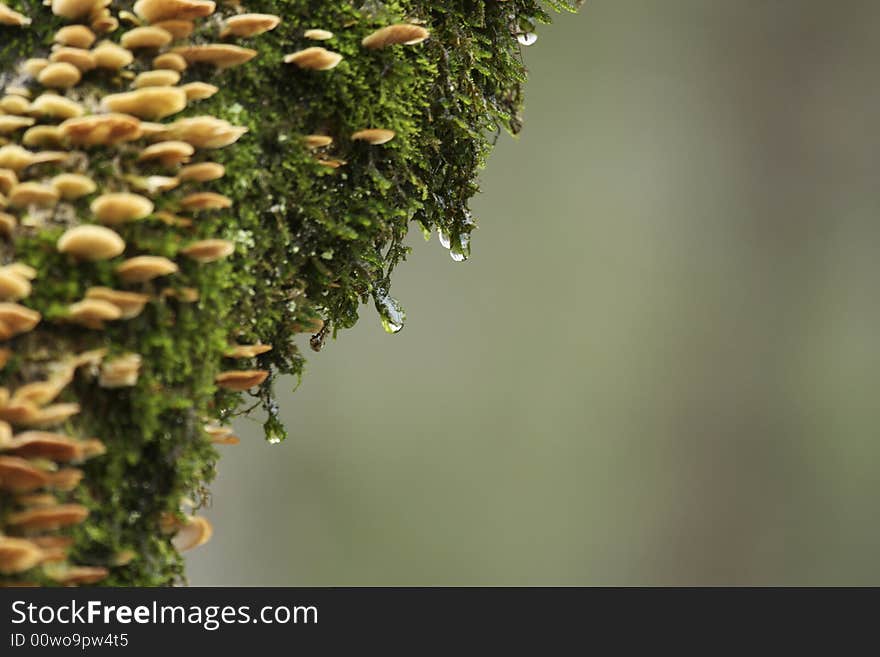 Close up of a waterdrop on a moss covered tree