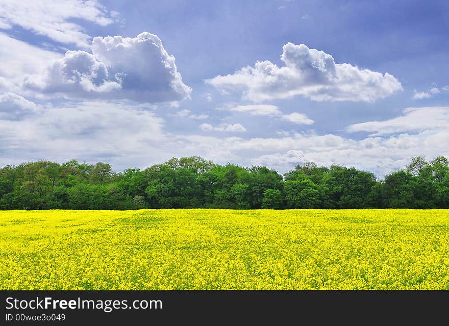 Canola Field