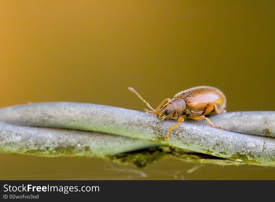 A small brown insect posing on a piece of wire. A small brown insect posing on a piece of wire