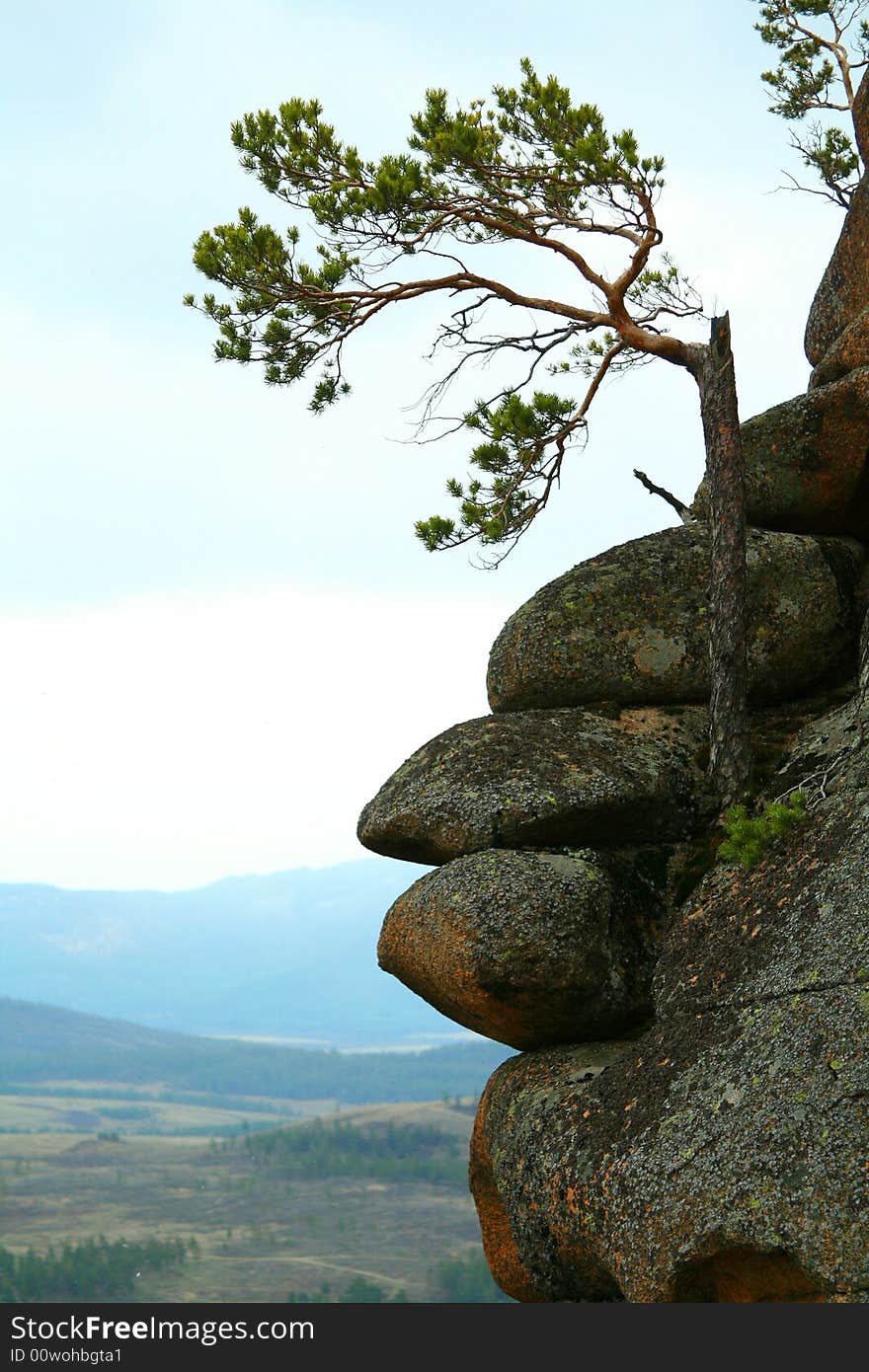 Close up of rock with pine on background of beautiful landscape