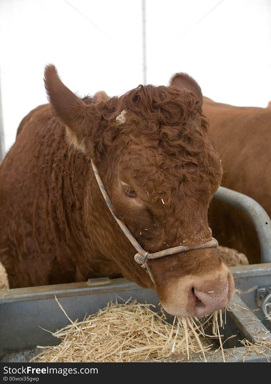 Cow in a rural market