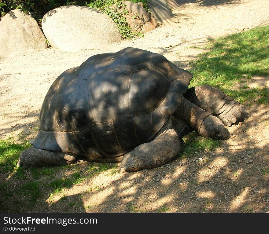 A detail of a big turtle