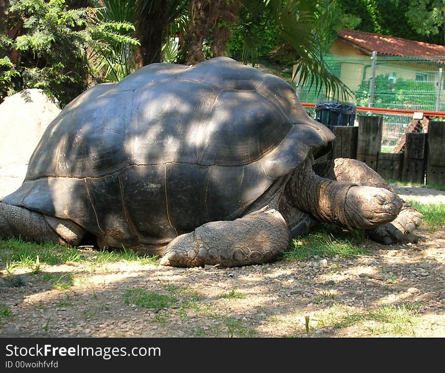 A view of a turtle