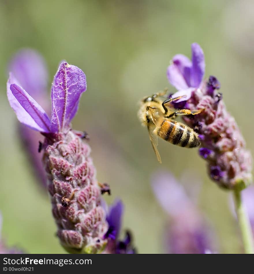 Close-up of honey bee on french lavender. Close-up of honey bee on french lavender