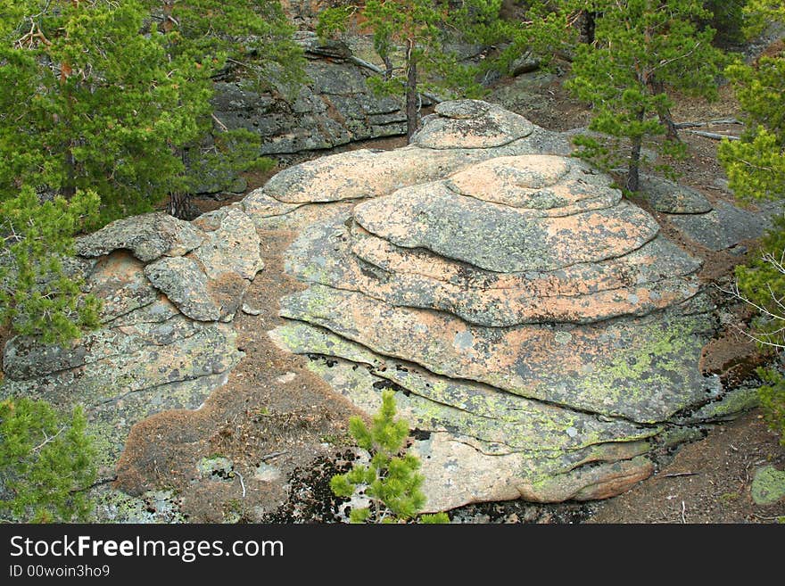 Close up of rock with pines in forest. Close up of rock with pines in forest