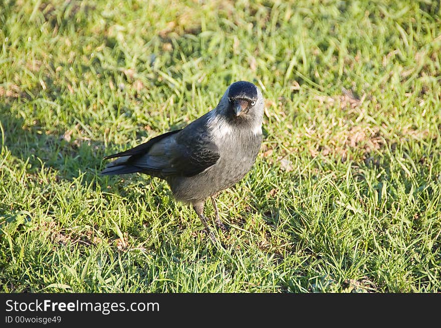 Jackdaw In The Meadow