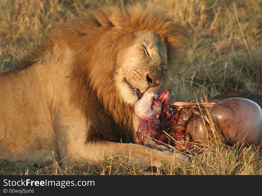 Lion with prey