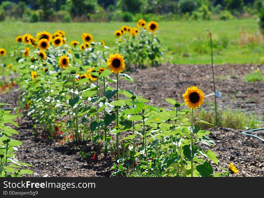 A row of sunflowers growing in a rural setting. A row of sunflowers growing in a rural setting.