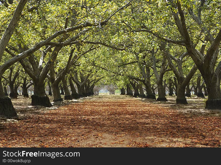 Green Tunnel