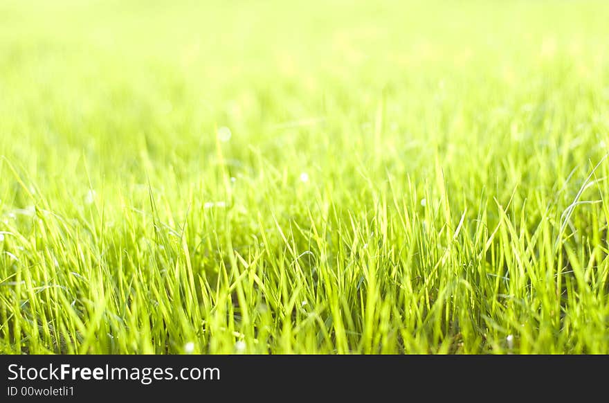 Natural beautiful green grass with shallow DOF and nice bokeh lit by bright sun. Natural beautiful green grass with shallow DOF and nice bokeh lit by bright sun