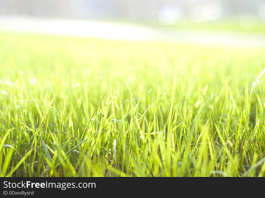 Natural beautiful green grass with shallow DOF and nice bokeh lit by bright sun. Natural beautiful green grass with shallow DOF and nice bokeh lit by bright sun