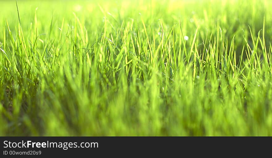 Natural beautiful green grass with shallow DOF and nice bokeh lit by bright sun. Natural beautiful green grass with shallow DOF and nice bokeh lit by bright sun