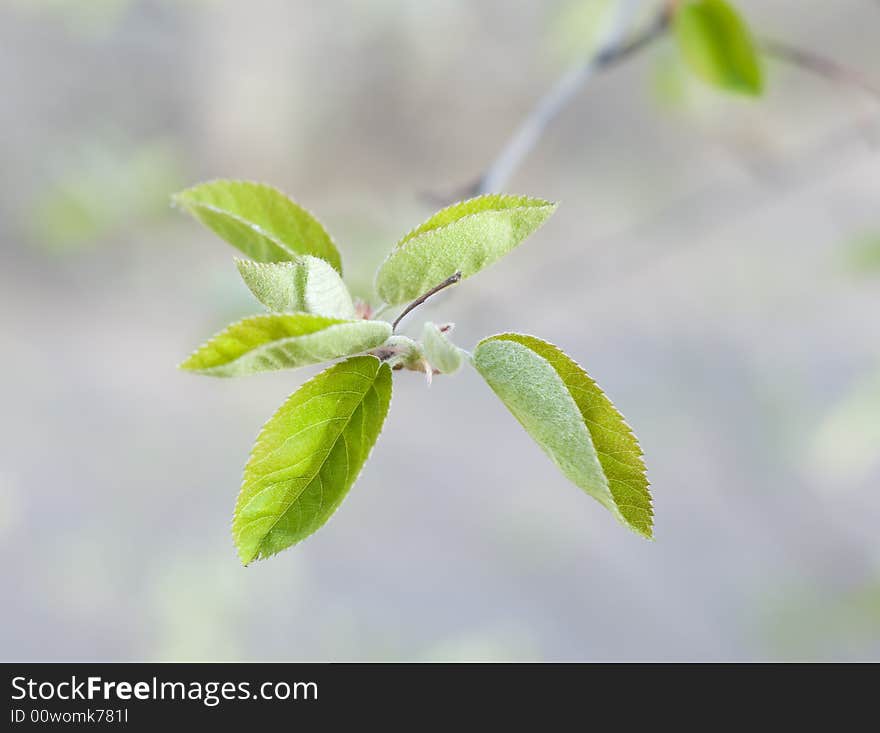 Green leaves on a tree