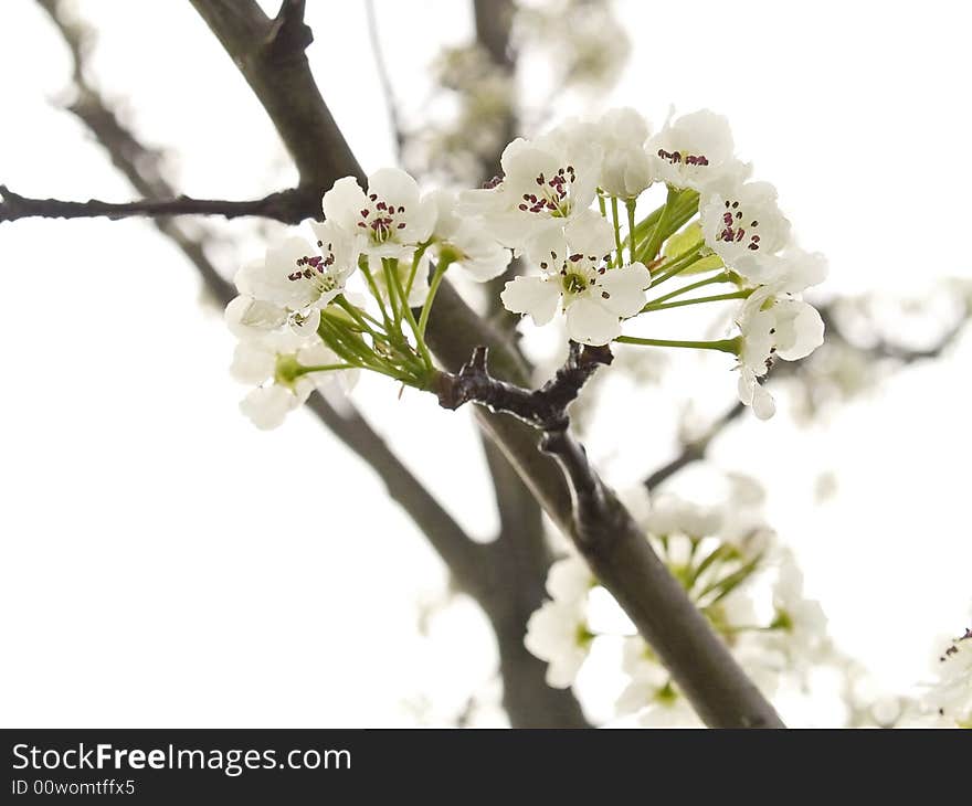 A close-up on a white background of Spring tree blossoms. A close-up on a white background of Spring tree blossoms.