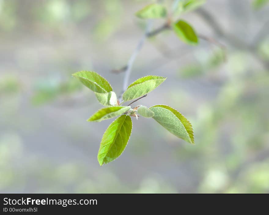 Freash green leaves on a tree