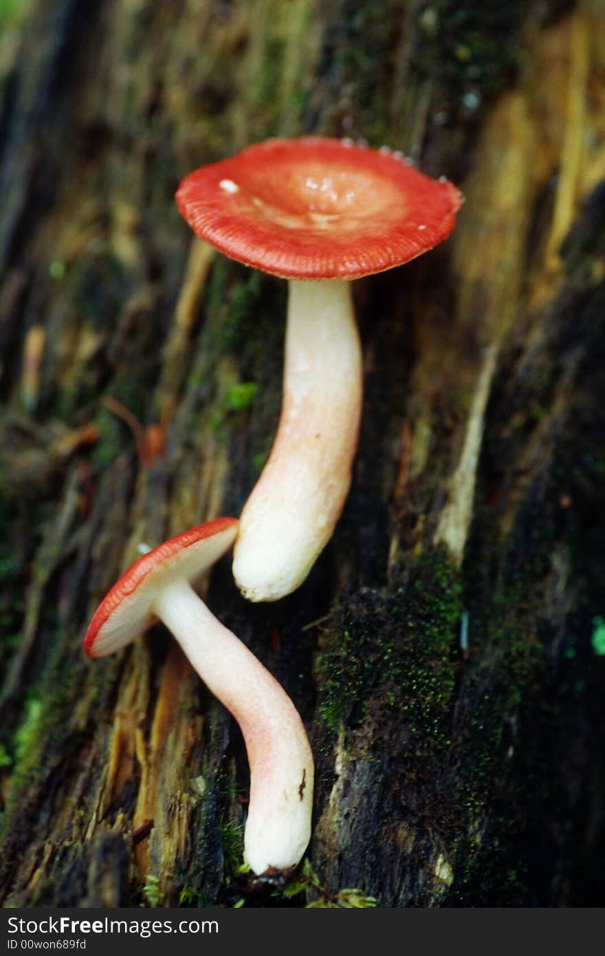 Beautiful mashrooms grow on a tree, southeast of china