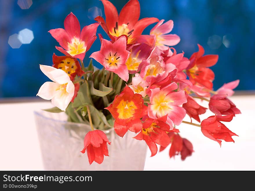 Wild red, pink and yellow tulips